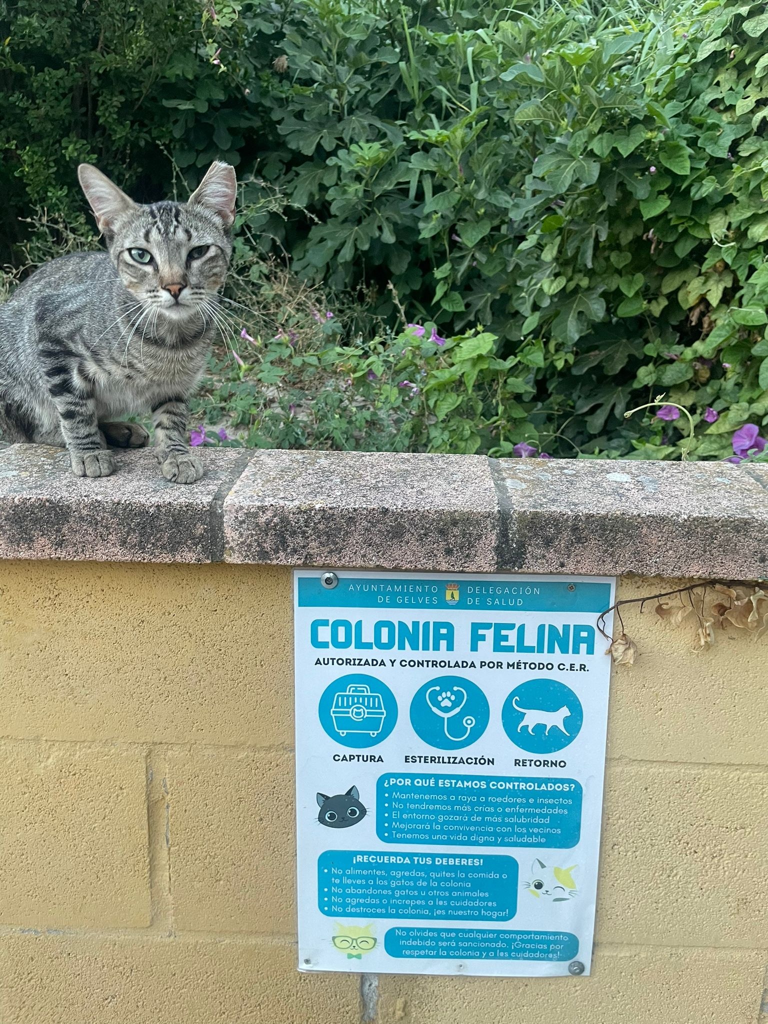 COLONIAS FELINAS 1