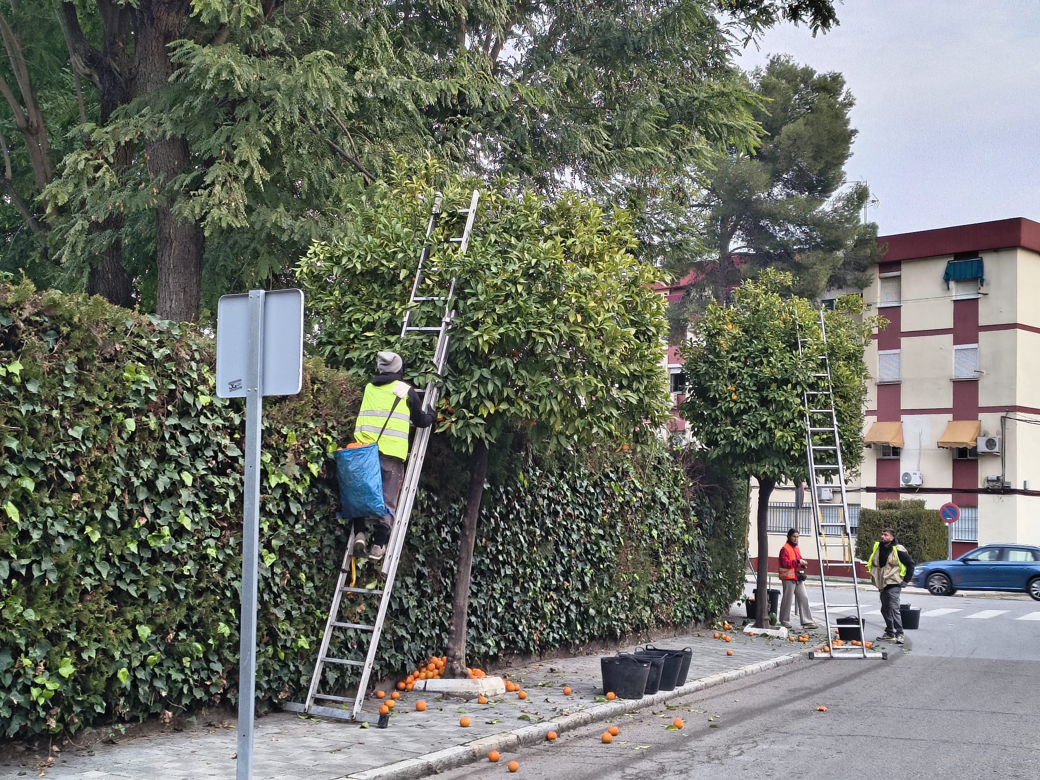 NARANJOS Andalucia 3