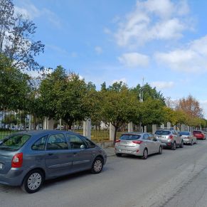 NARANJOS CALLE SEVILLA 2