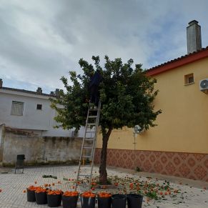 NARANJOS maestranza 3