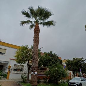 PALMERAS ANDALUCIA 3