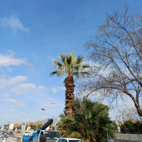 PALMERAS CALLE ALMERÍA 2