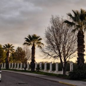 PALMERAS S VERDE AMERICA