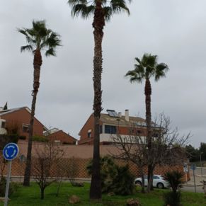 PALMERAS S VERDE ROTONDA