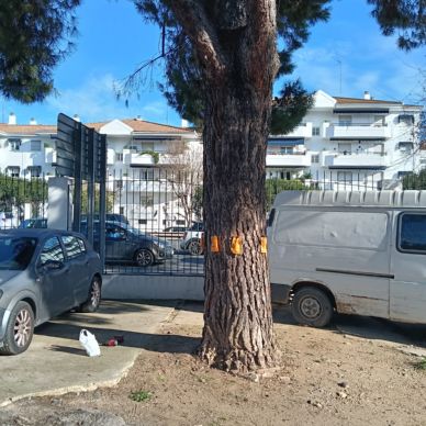 TRATAMIENTOS PINOS 3