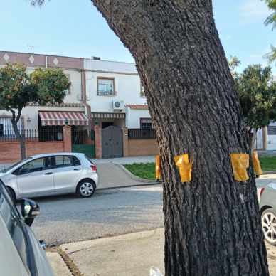 TRATAMIENTOS PINOS 4