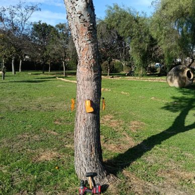 TRATAMIENTOS PINOS 5