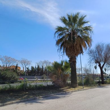 calle almeria jerdineria 2