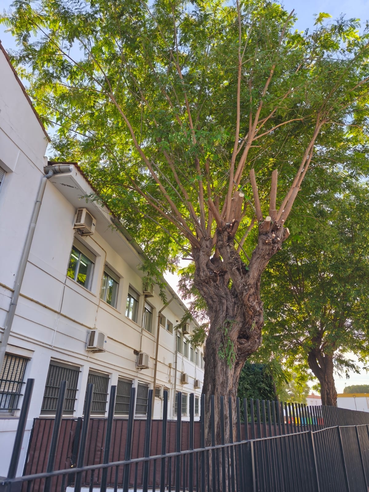 ceip d alba arbolado 3