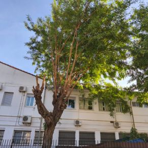 ceip d alba arbolado