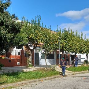 limpieza y desbroce bda. andalucia 1