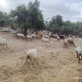 prevencion incendios cornisa borregas 1