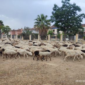 prevencion incendios cornisa borregas 3