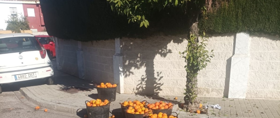 recogida naranjas enero 2025 -1