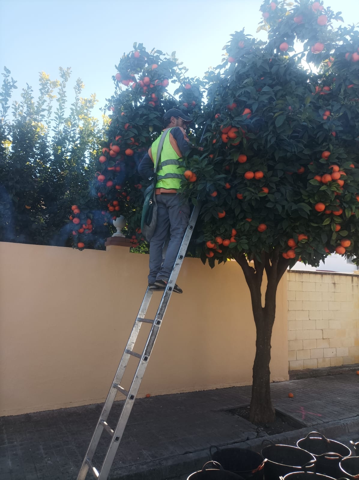 recogida naranjas enero 2025 -2