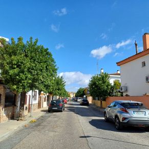 recogida naranjas feb 24 - b3