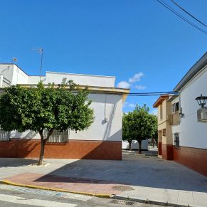 recogida naranjas feb 24 - gracia 1