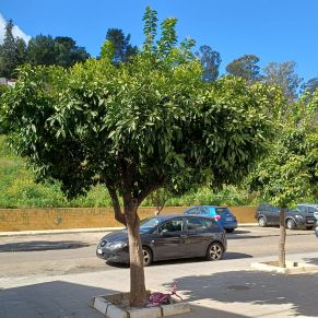 recogida naranjas feb 24 - gracia 3