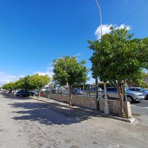 recogida naranjas feb 24 - montoro