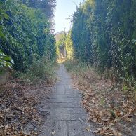 sendas simon  verde 3