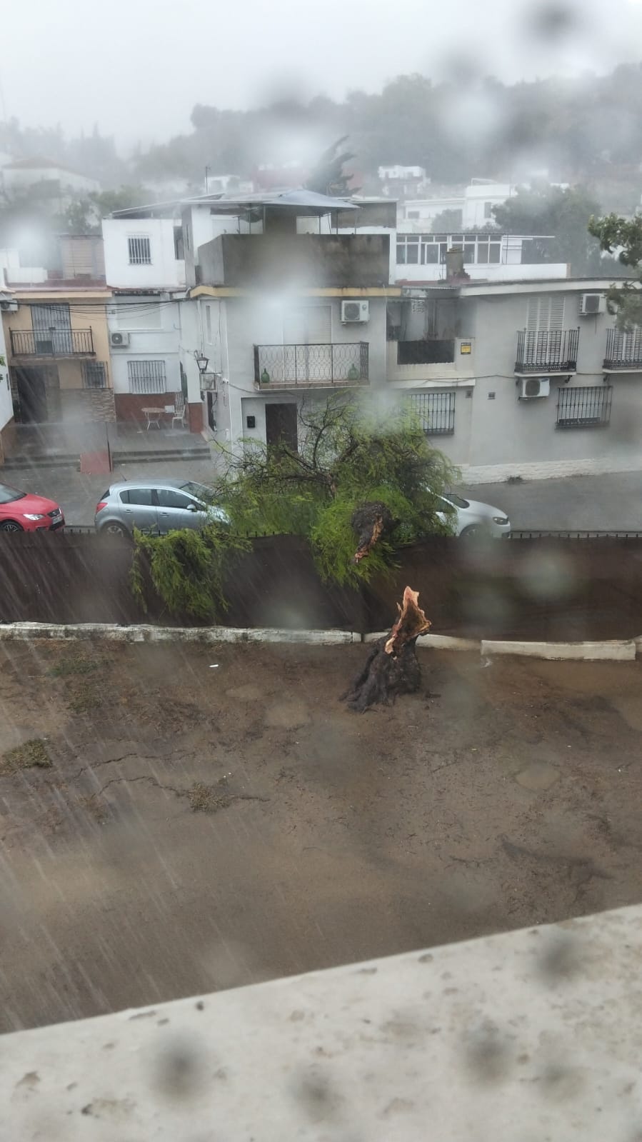 temporal 29 oct 25 arbol caido